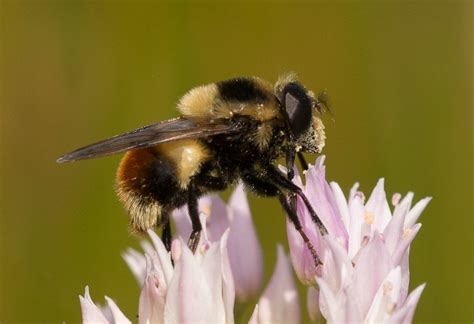 Field Identification overview - Bumble Bees of Washington State Bumble Bees of Washington State