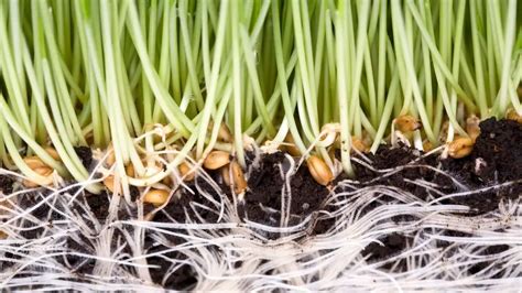 15 Plants With Fibrous Roots - facts on Tap(roots) - Gardening Dream