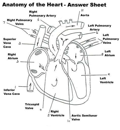 Structure Of The Heart Worksheet