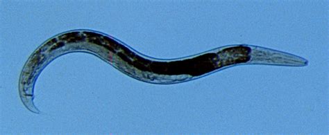 Soil Nematodes in Organic Farming Systems | eOrganic