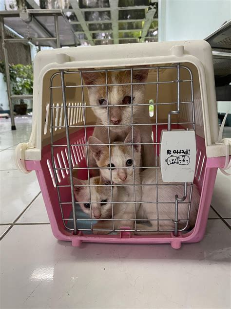 Mama cat and her babies is now healthy for adoption 💓🫶 : r/catsofrph