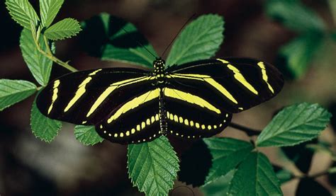 5 zebra longwing butterfly facts : Biological Science Picture Directory – Pulpbits.net