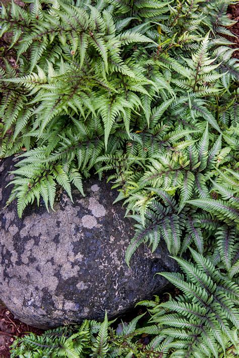 fern garden painted fern | Shade garden plants, Ferns care, Plants