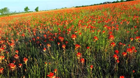 Oklahoma Wildflowers: Visiting the flyover state in spring