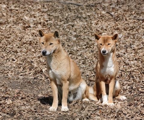 New Guinea Singing Dogs Found in the Wild After 50 Years