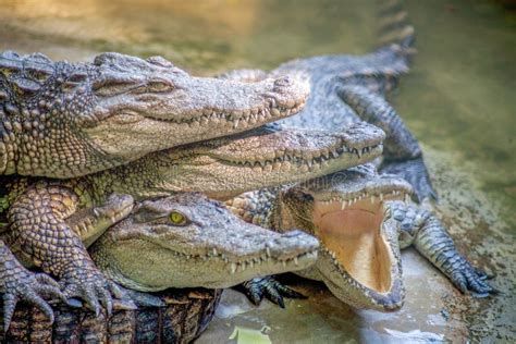 Crocodile farming stock photo. Image of croc, crocodile - 33156830