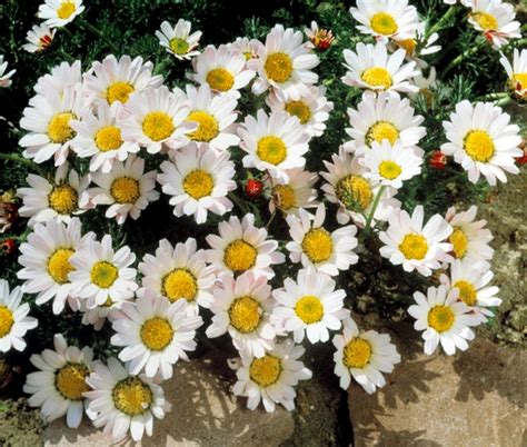 Anacyclus pyrethrum var. depressus 'Silberkissen' Silver Kisses, Silver Cushion | Garden Center ...