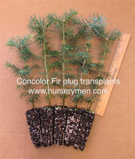 Concolor Fir Plug Transplants - Evergreen Trees For Sale