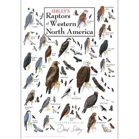 Sibley’s Raptors of Western North America – Poster – Earth Sky + Water