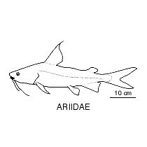 ARIIDAE