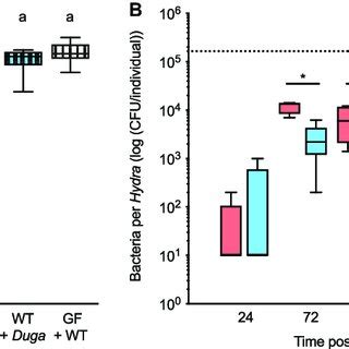 (A) Carrying capacity of the Hydra habitat in wild-type (WT) polyps ...