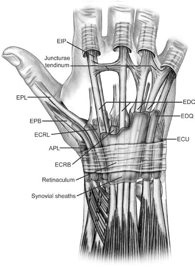 Early Repair of Extensor Tendon Injuries | Anatomia y fisiologia humana, Anatomía, Anatomía humana