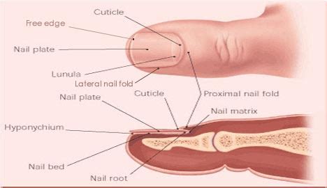 Nail Matrix - Location, Function, Damage and Disorders