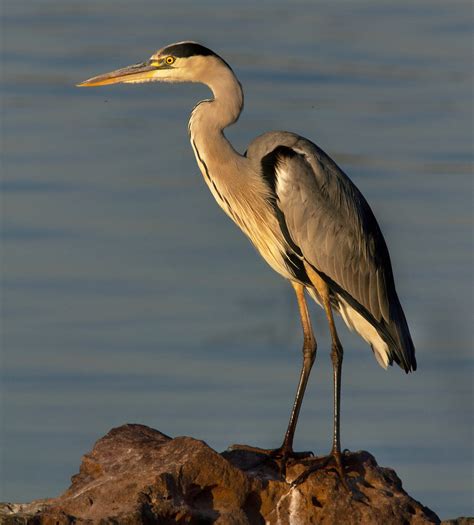 Grey Heron Breeding Plummage | Terry Carew | Flickr