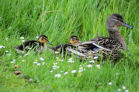 Ducklings And Ducks Free Stock Photo - Public Domain Pictures