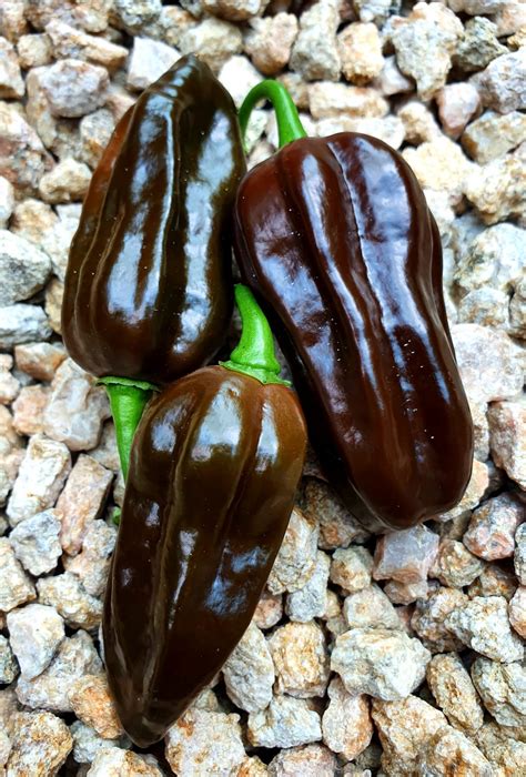 Habanero Chocolate – Afterburn Grow