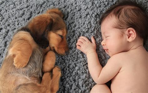 When fur-babies meet human babies at home - Dogslife. Dog Breeds Magazine