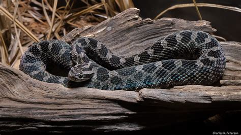 Captive Eastern Massasauga Rattlesnake | Zoo Atlanta 25 Marc… | Flickr