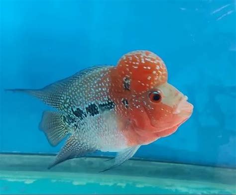 How Much Flowerhorn Fish In Philippines | Best Flower Site