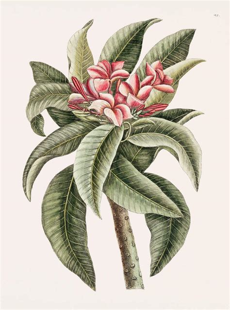 Plumeria from The natural history of… | Free public domain illustration