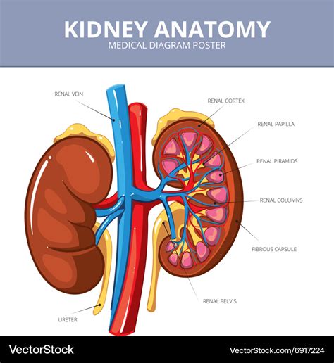 Kidney medical diagram poster Royalty Free Vector Image