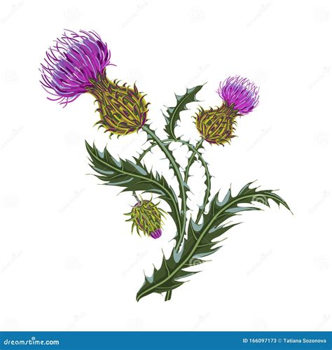 Thistle Flower And Ornament Round Leaf Thistle. The Symbol Of Scotland ...