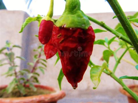 Gardening Ideas Red Chilli Plant Stock Photo - Image of natural, plant ...