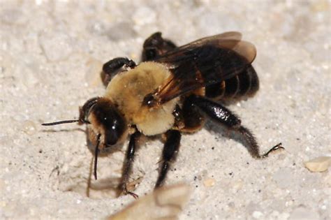 ground dwelling bee - Ptilothrix bombiformis - BugGuide.Net