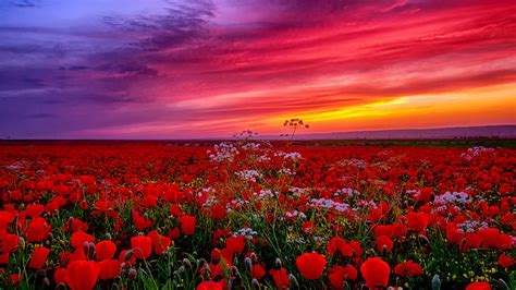 Red Common Poppy And White Flowers Field Under Light Purple Pink Red ...