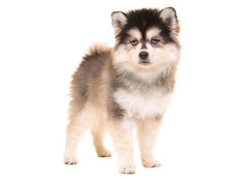 Find Pomsky Puppies For Sale & Breeders In California