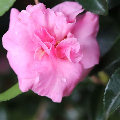 Camellia sasanqua Jennifer Susan