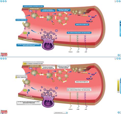 'Hemostasis' top-level pathway represented as an Entity High Level ...