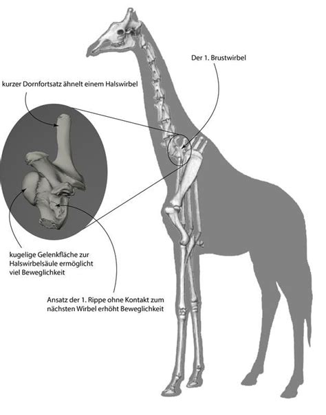 What makes giraffe necks long - Techzle