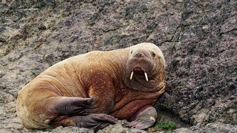 Wally the walrus: Fears for safety as Tenby tourists get 'too close ...