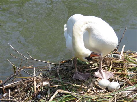 Bird & Travel Photos, Birding Sites, Bird Information: MUTE SWAN, NEST & EGGS, COLONEL SAMUEL ...