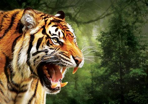 Angry Tiger Face | Animal Stock Photos ~ Creative Market