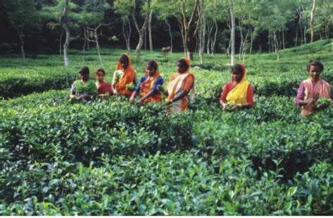 Beautiful Bangladesh: Srimangal : The Beauty of Tea Gardens