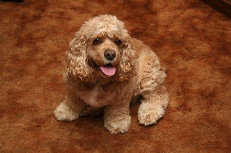 American Cocker Spaniel - Puppies, Rescue, Pictures, Information ...