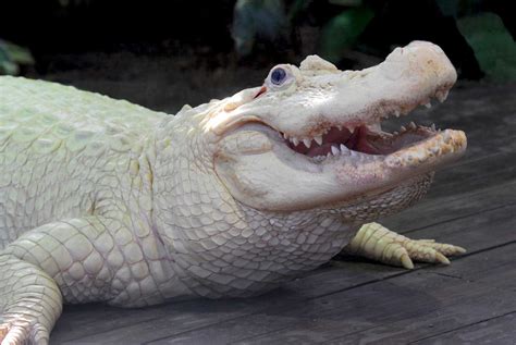 Albino alligator | Animals | Pinterest