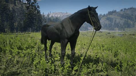 Red Dead Redemption 2 Wild Horse Breeds Locations Guide - RDR2.org