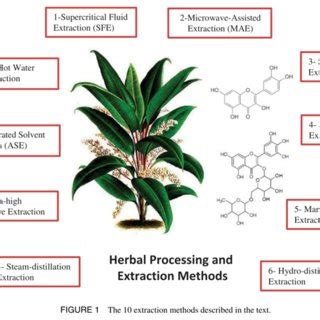 (PDF) Herbal Processing and Extraction Technologies