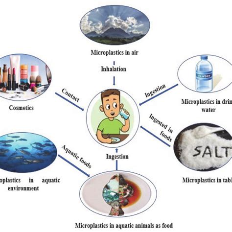 Effect of microplastics on various organ systems of fish species ...