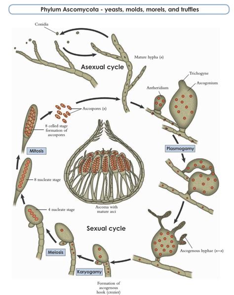 Mejores 887 imágenes de Micología en Pinterest | Hongos, Microbiología y Ciencia