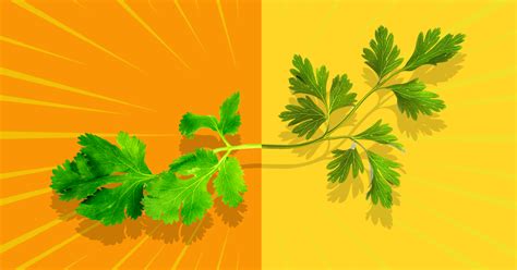 Parsley vs. Cilantro: Taste, Health Benefits, and Recipes