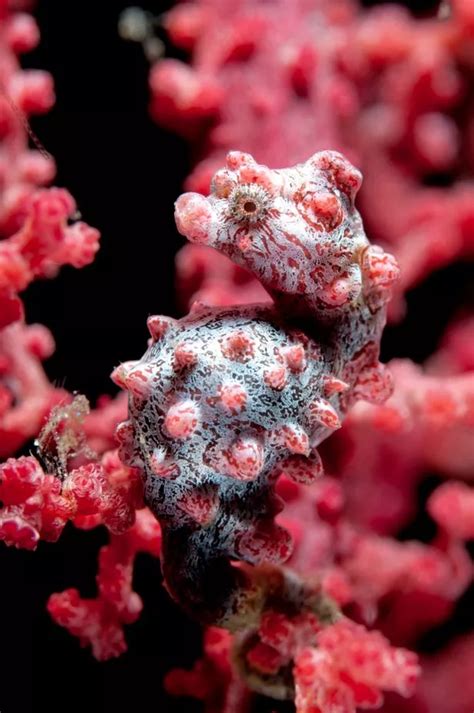 Can you spot the seahorse? Camouflaged creature is a master of disguise - Irish Mirror Online