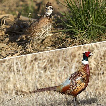 Pheasants Forever Annual Report: 1.7 Million Wildlife Habitat Acres ...