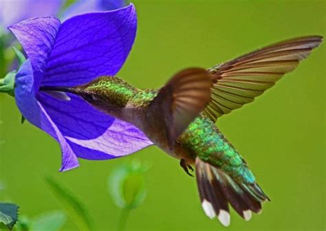 How to Create an Ideal Hummingbird Habitat - Birds and Blooms