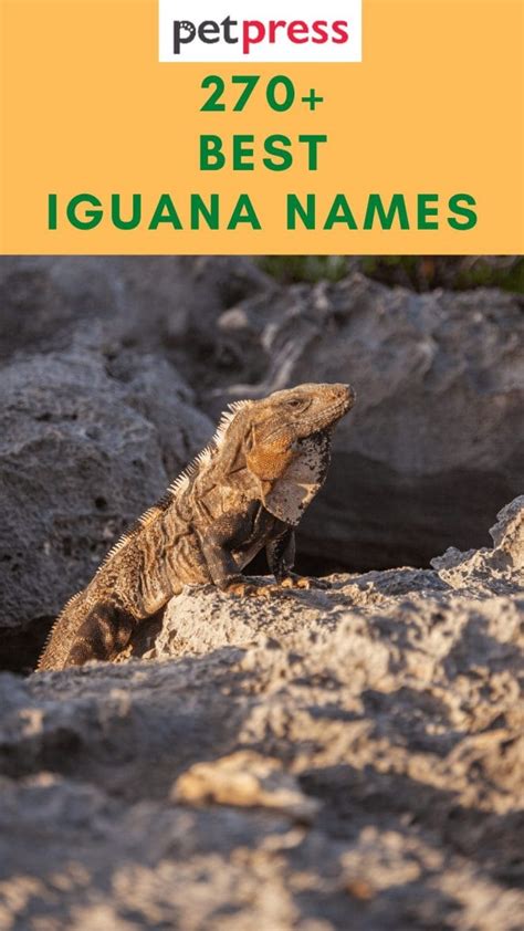 270+ Best Iguana Names - Complete Name Ideas For Your Pet Iguana