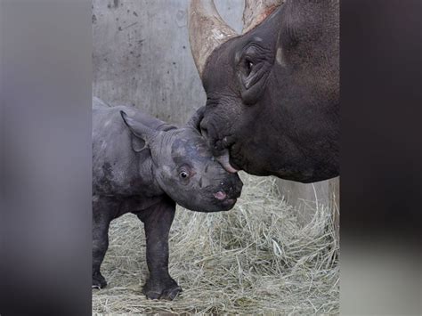 Rare Black Baby Rhino Born in Iowa Zoo - ABC News