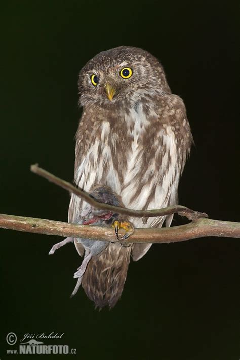 Pygmy Owl Photos, Pygmy Owl Images, Nature Wildlife Pictures | NaturePhoto